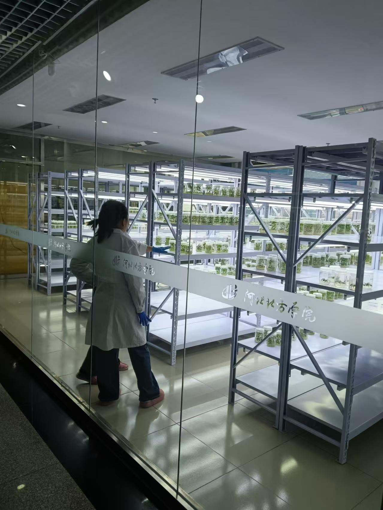 宁夏植物组培室设计的基本布局有哪些？