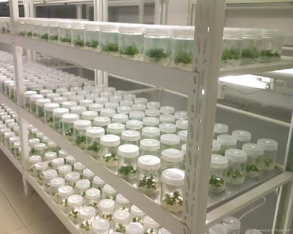 宁夏组培实验室应该如何布局